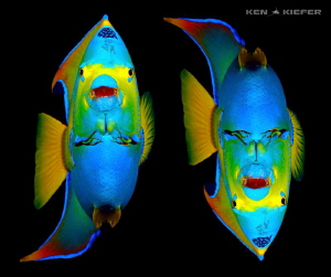 Angel Demon.   Same queen angelfish picture, just the one... by Ken Kiefer 